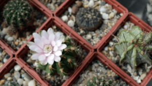 Cacti in plots