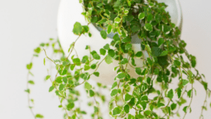 vine plant in a vase