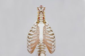 Human rib cage